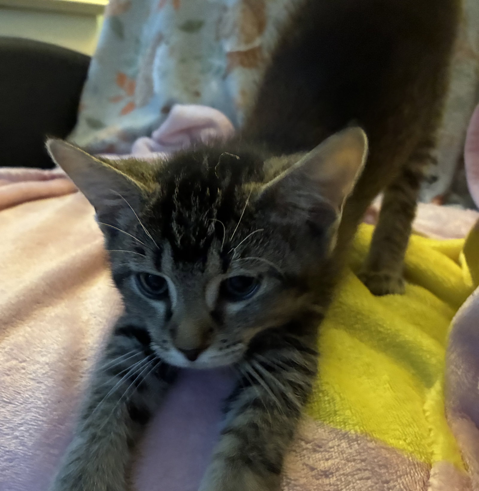 *Expresso, Domestic Short Hair