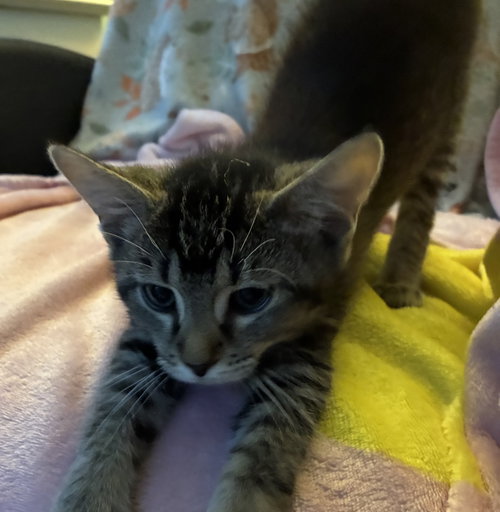 *Expresso, a cat for adoption from Central Virginia Regional Rescue