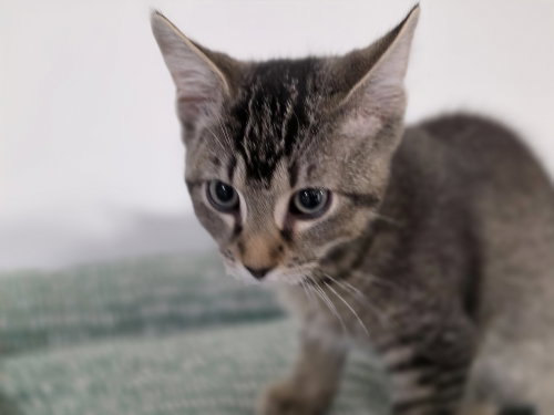 *Espresso, a cat for adoption from Central Virginia Regional Rescue
