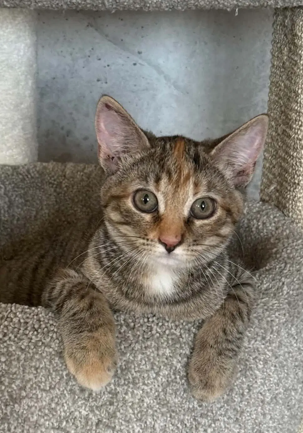 Cami - Domestic Short Hair