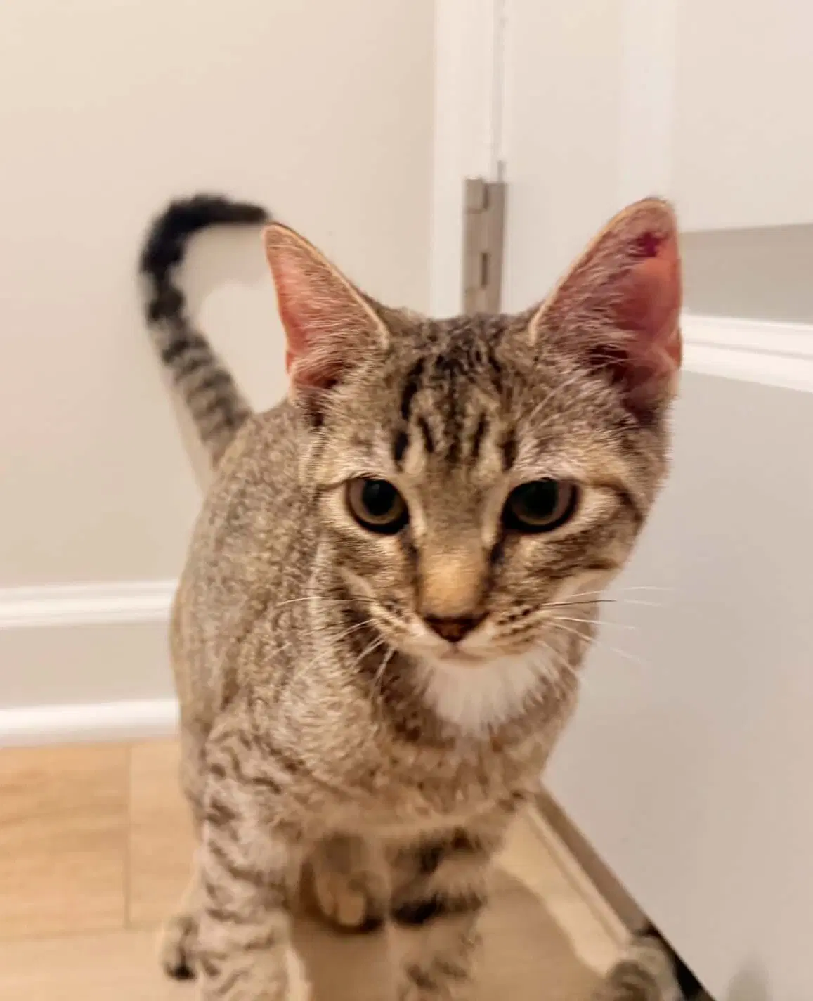 Tammy - Domestic Short Hair