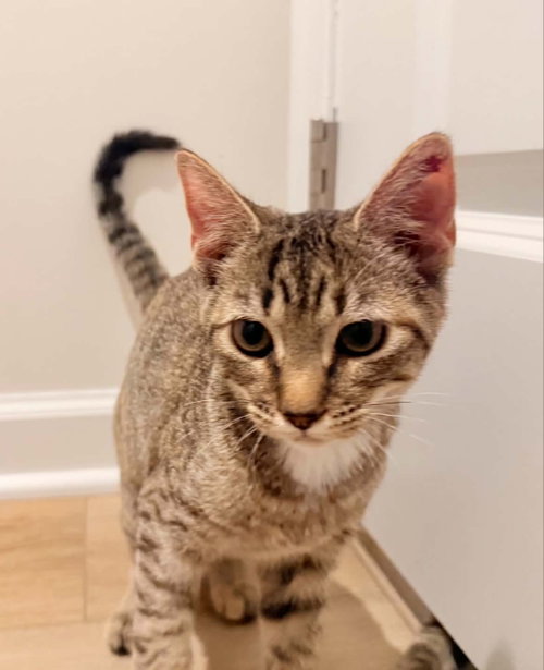 picture of the cat needing adoption