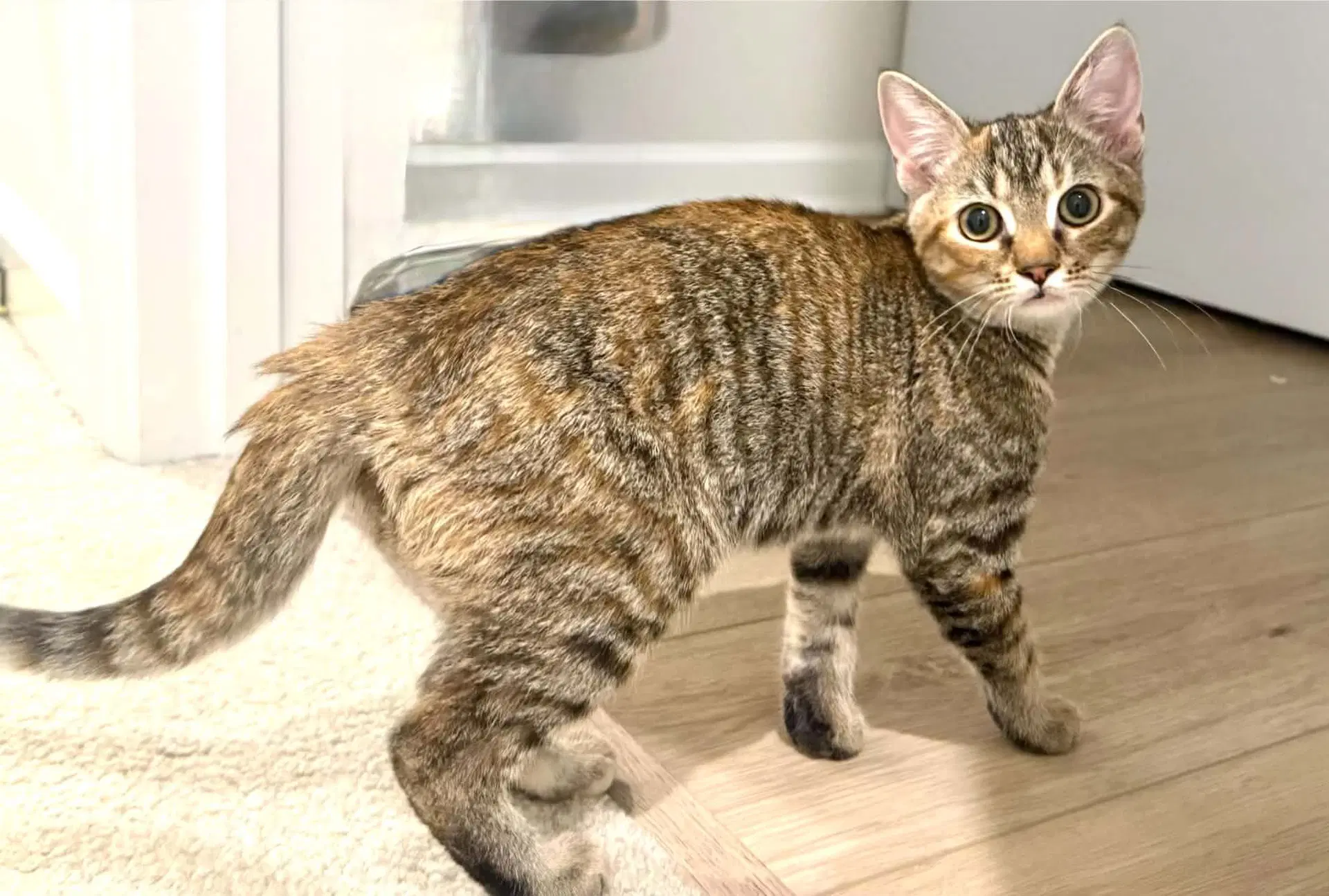 Pammy - Domestic Short Hair