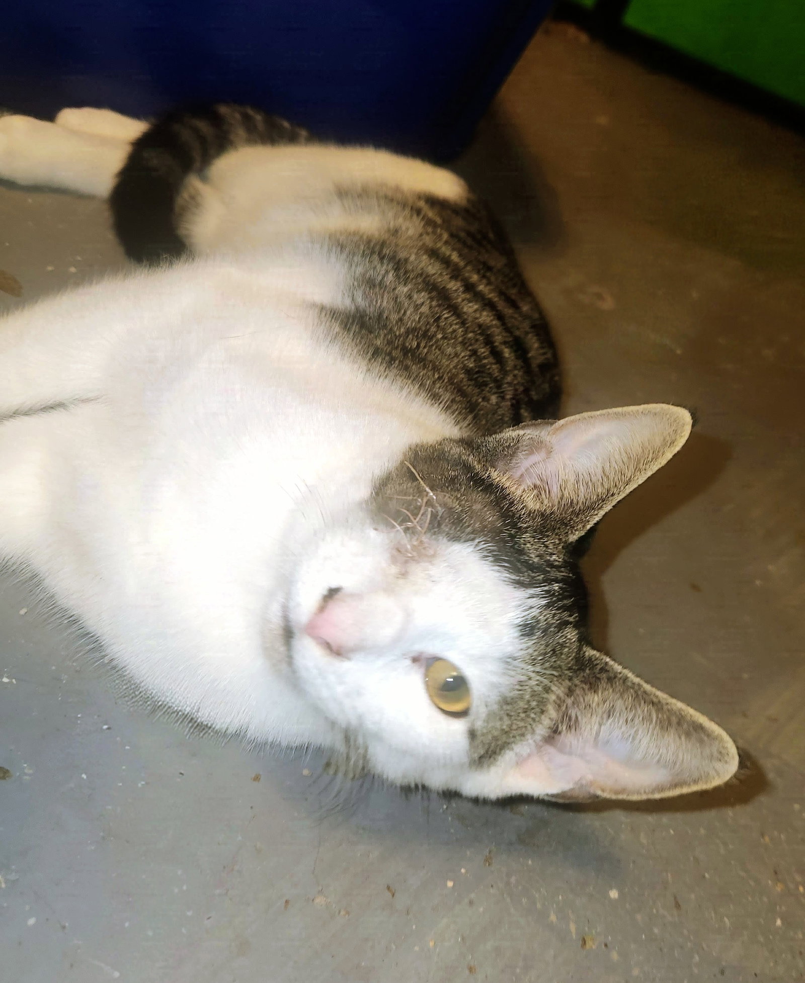 *Ash, Domestic Short Hair