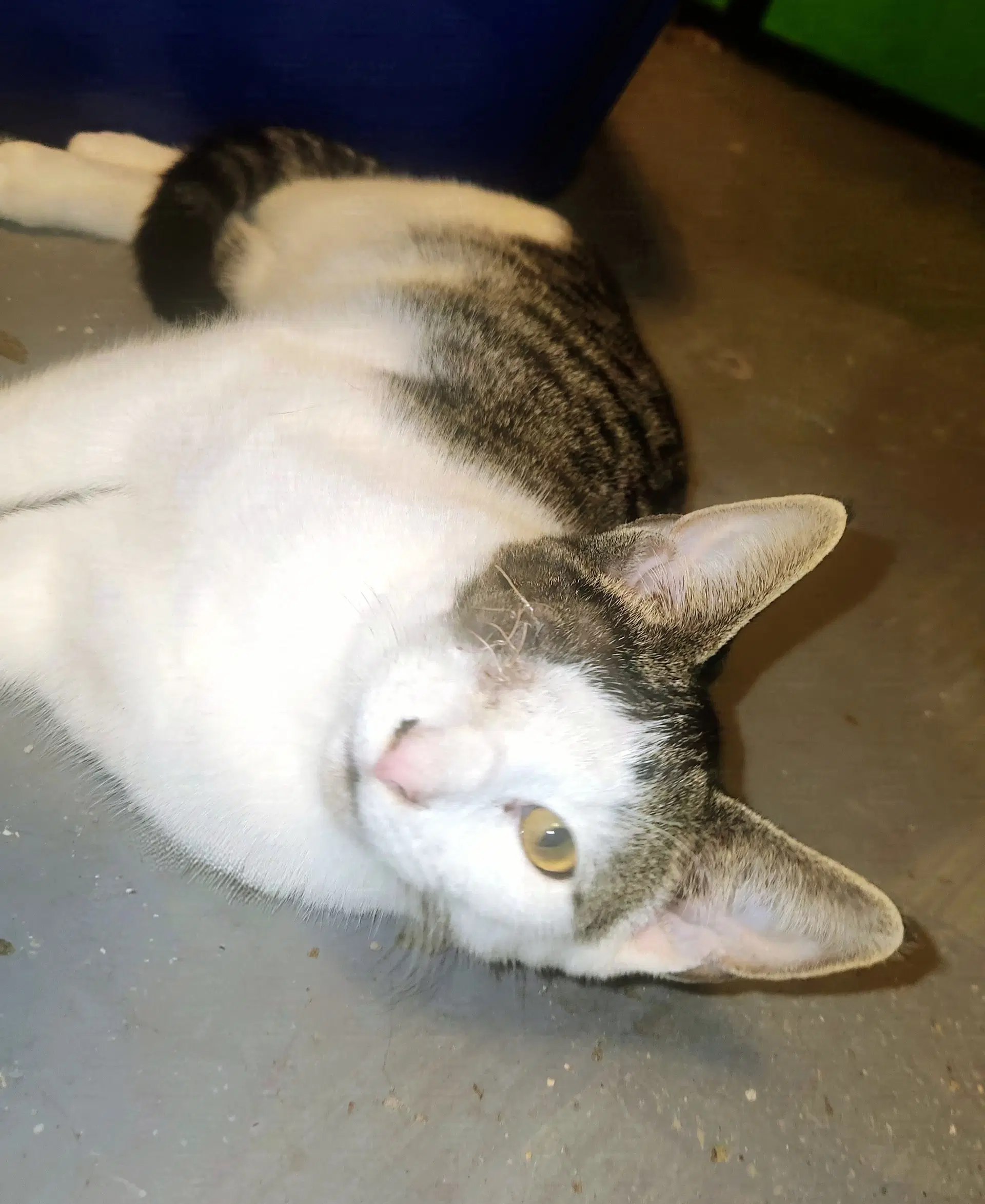 Ash - Domestic Short Hair