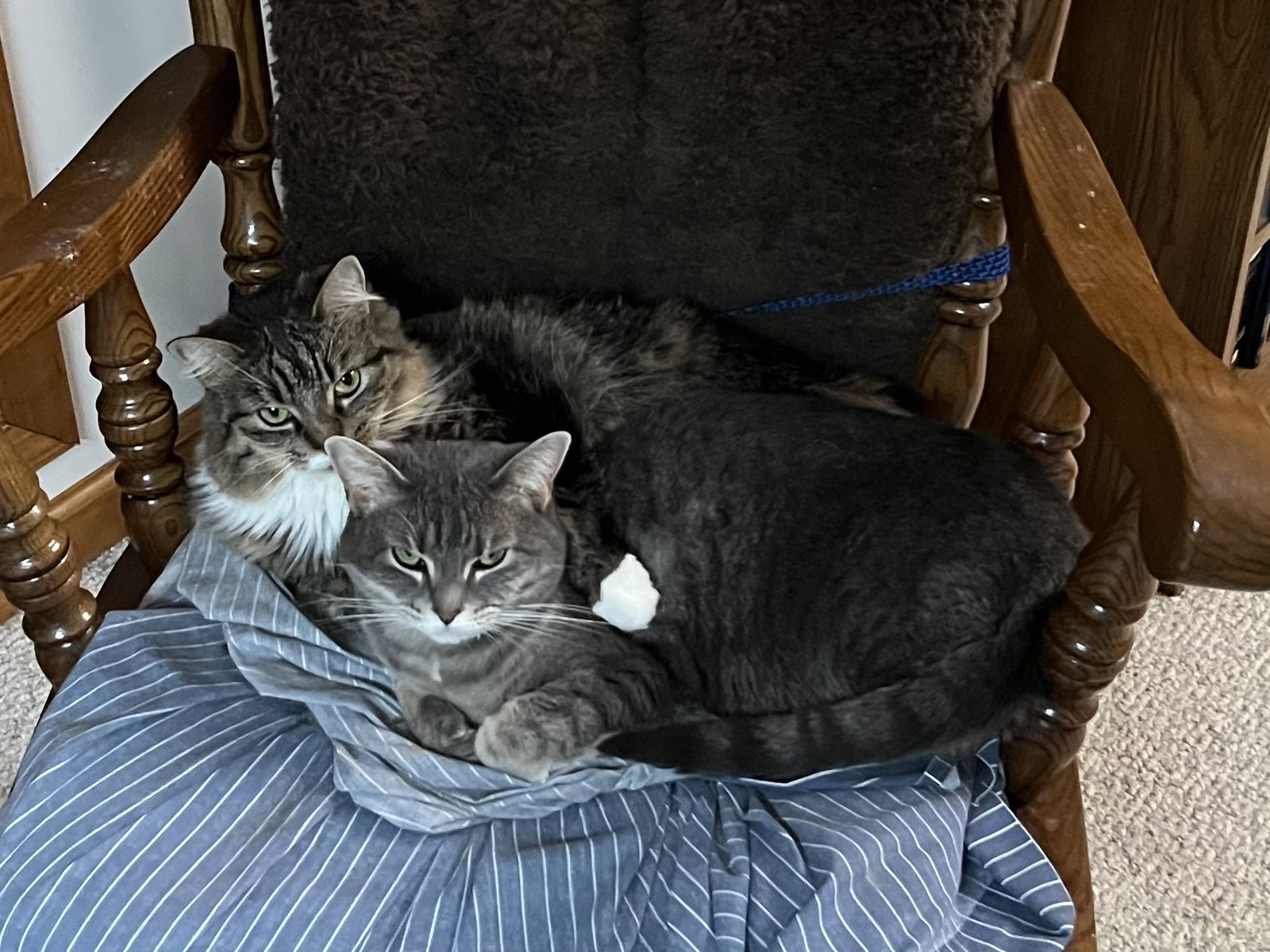 *Zoey and Ellie (bonded pair), cat — photo 1 of 5