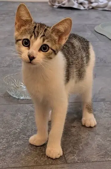 Tm - Domestic Short Hair