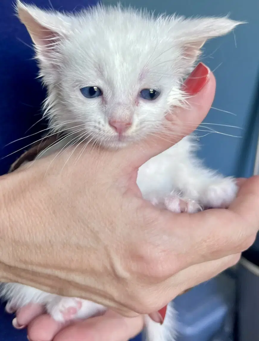 Spud - Domestic Short Hair