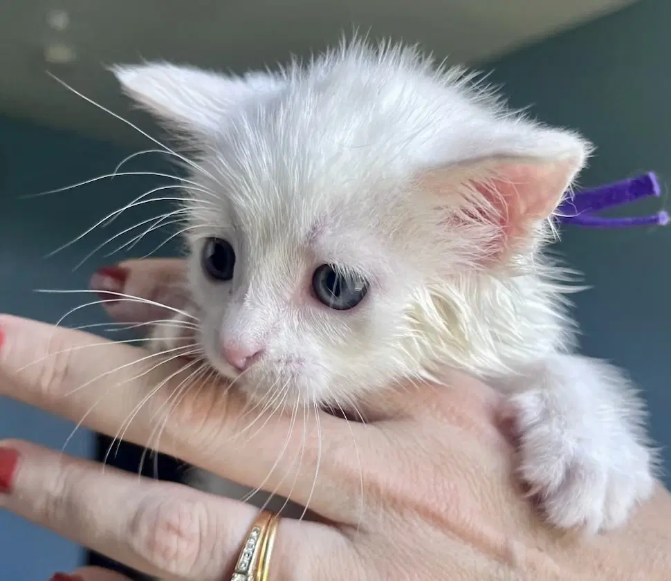 Scallop - Domestic Short Hair