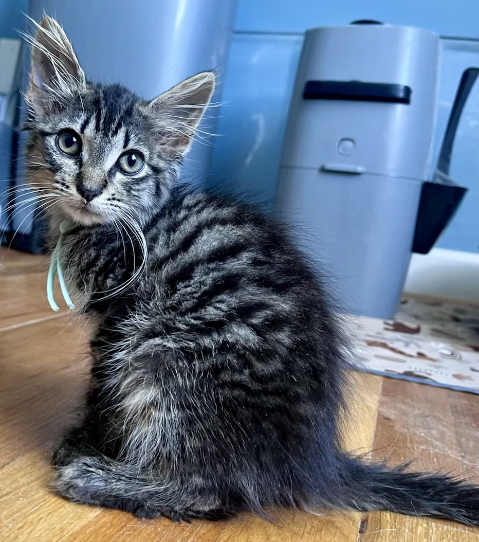 *Mash, cat — photo 1 of 1