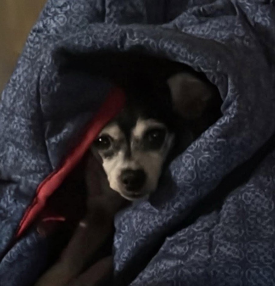 Matilda, Chihuahua