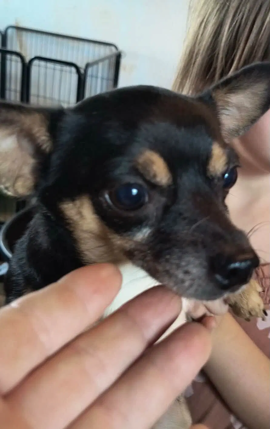 Tiny - Chihuahua