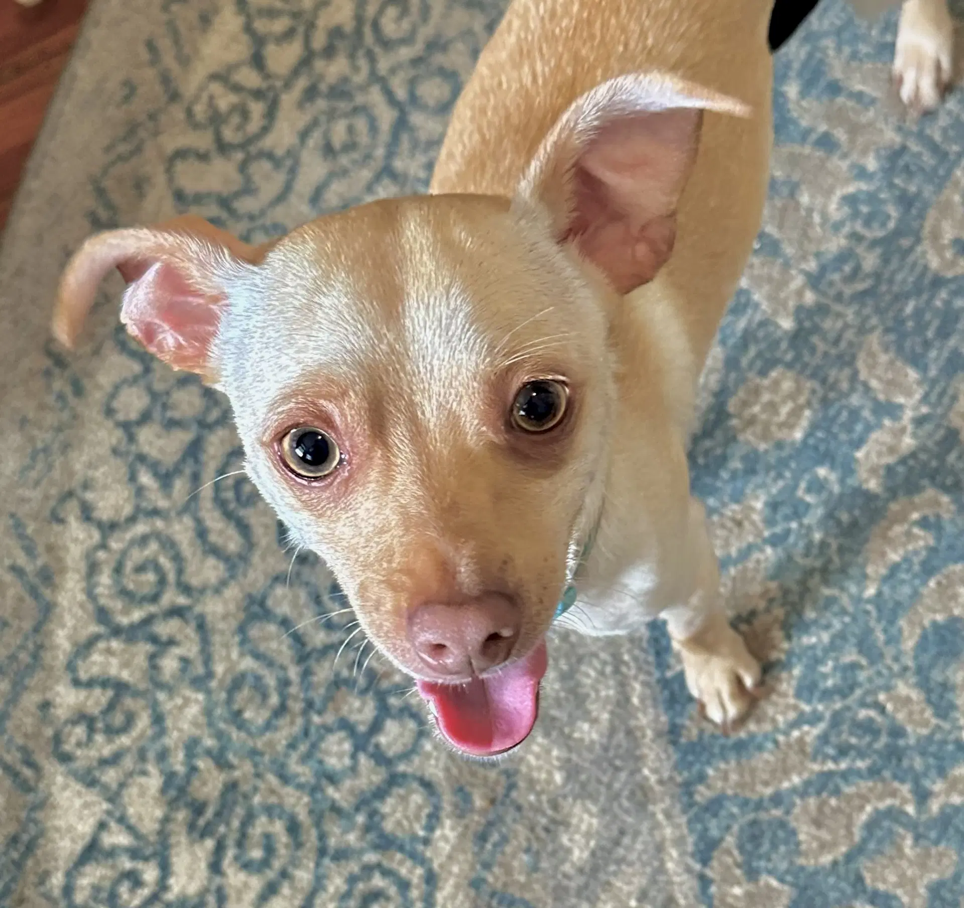 Copper - Chihuahua