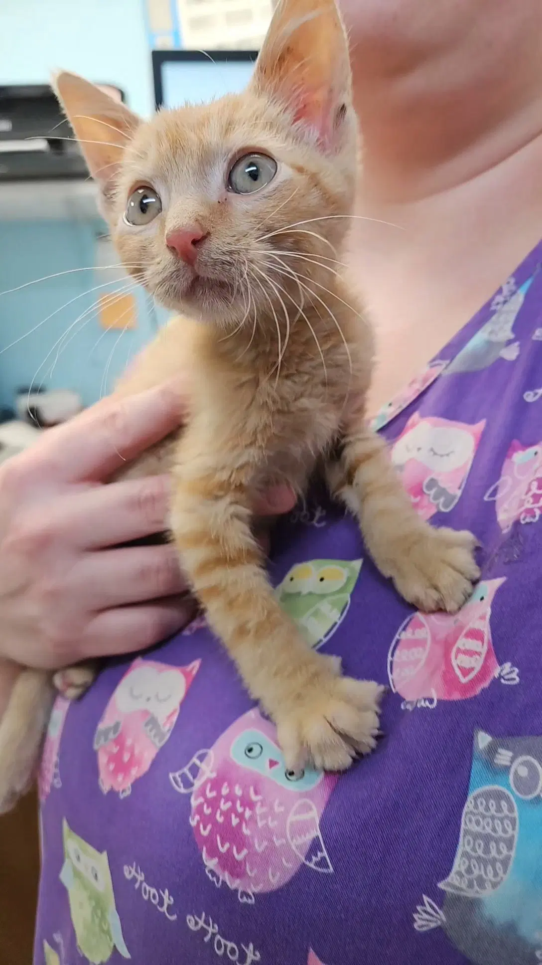 Milo - Domestic Short Hair
