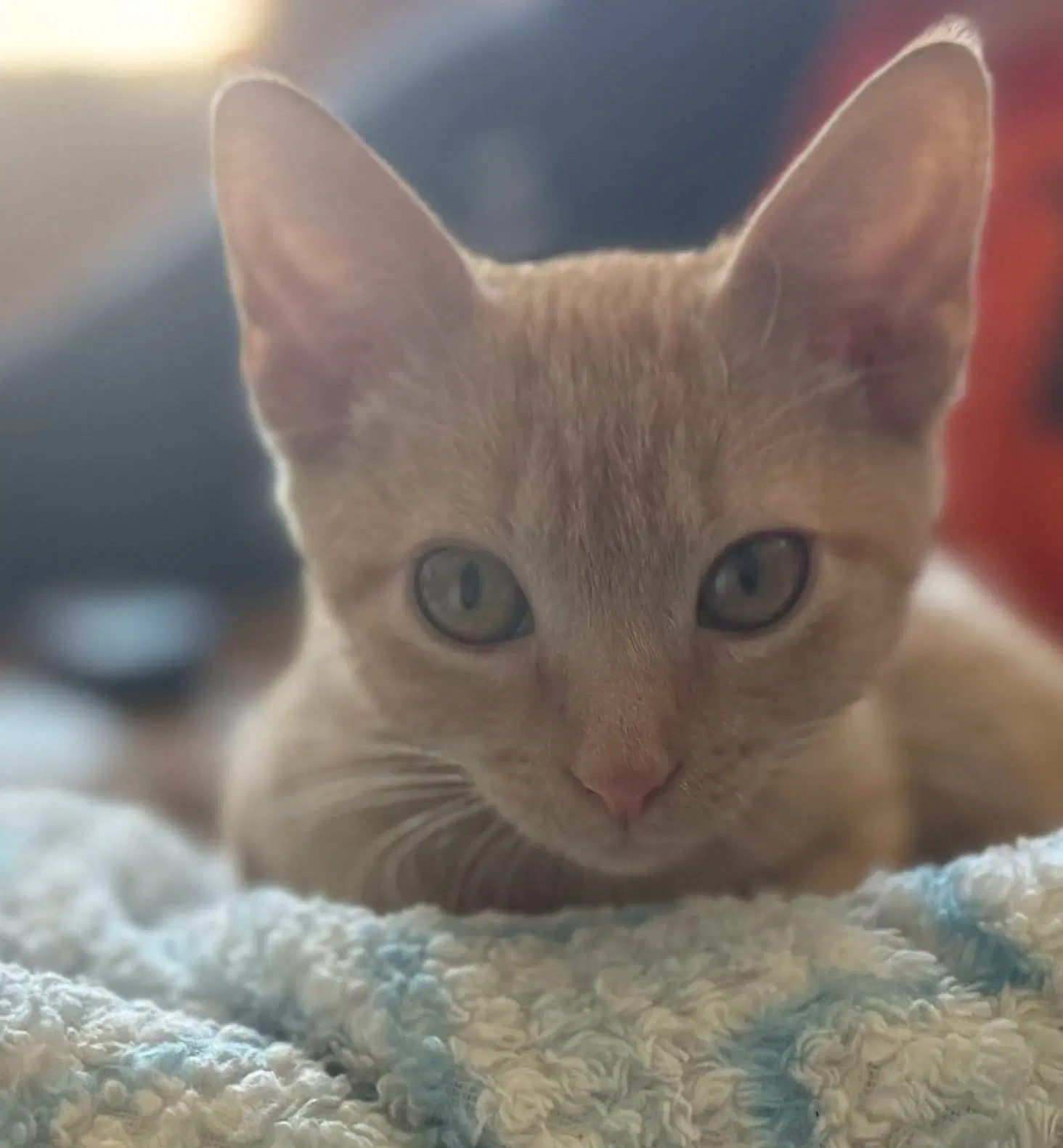 Milo image 2