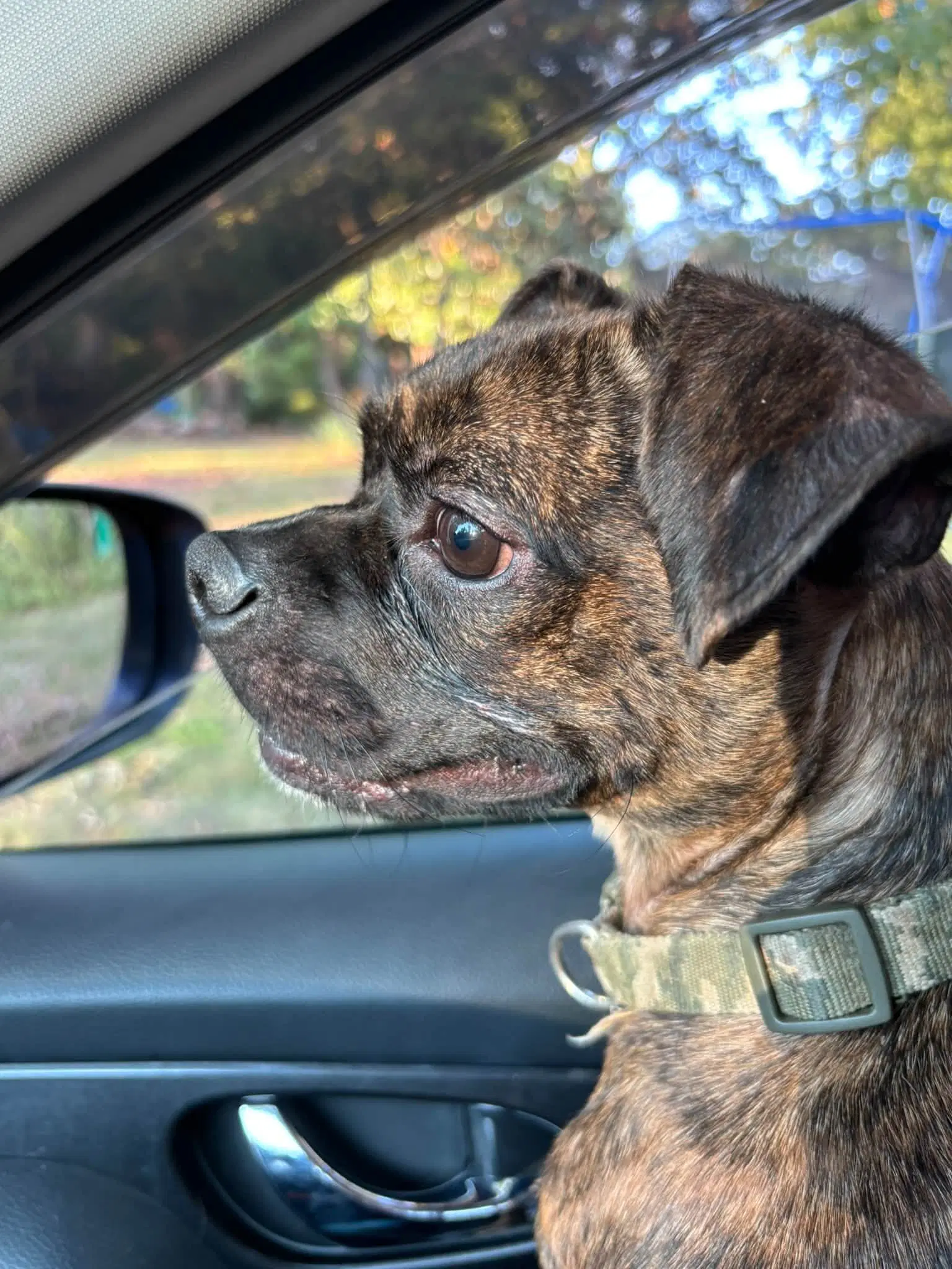 Moonshine - Boston Terrier