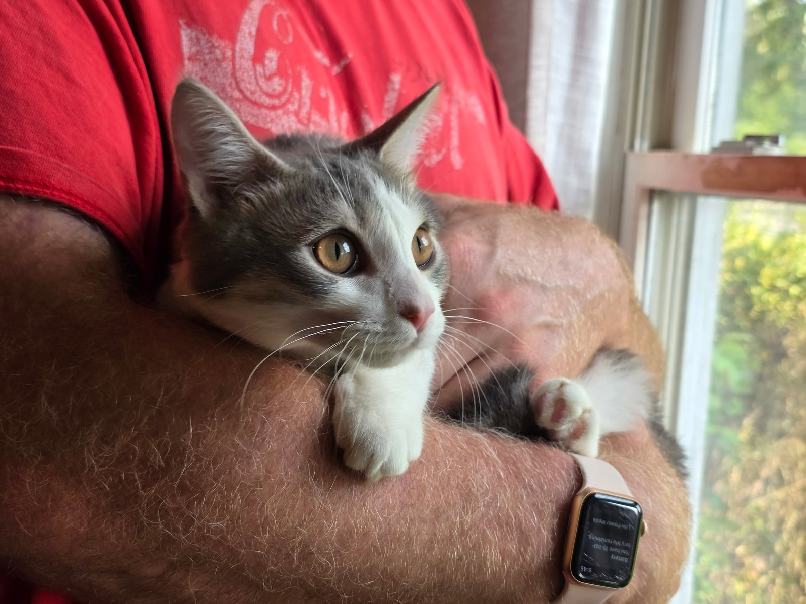 *Sir Grayson Bacon, cat — photo 1 of 4