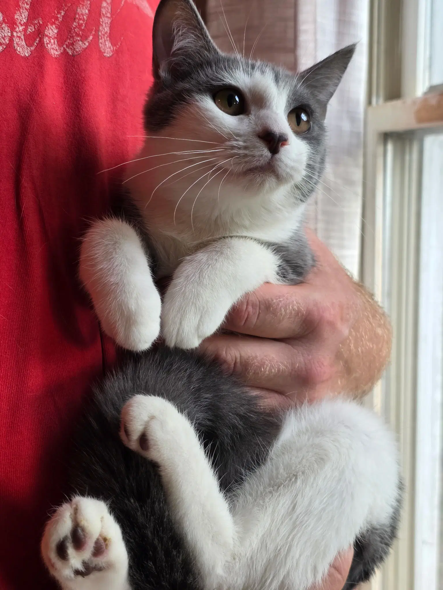 Lady Clementine Bacon - Domestic Short Hair