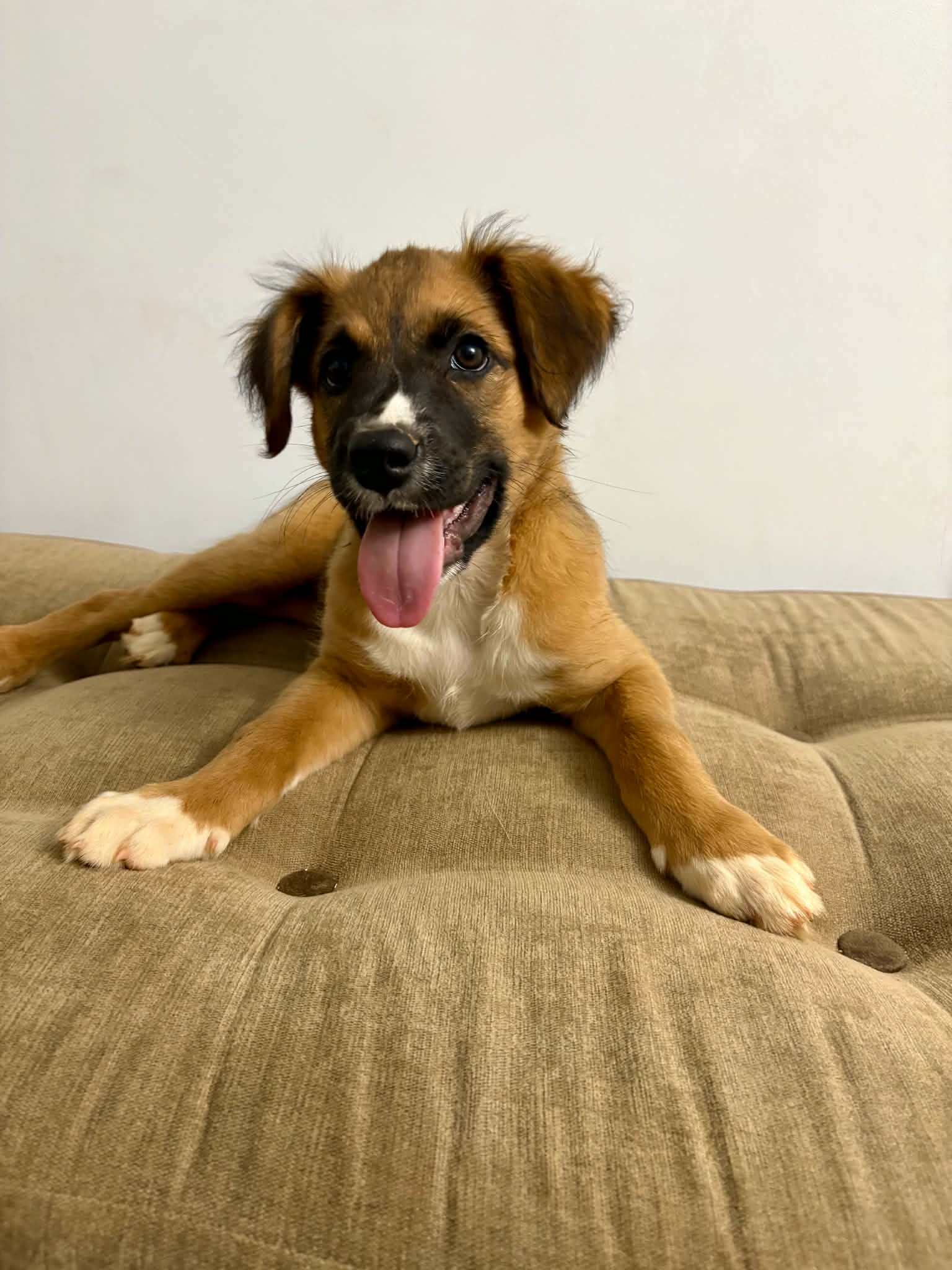 Sophia - Shepherd