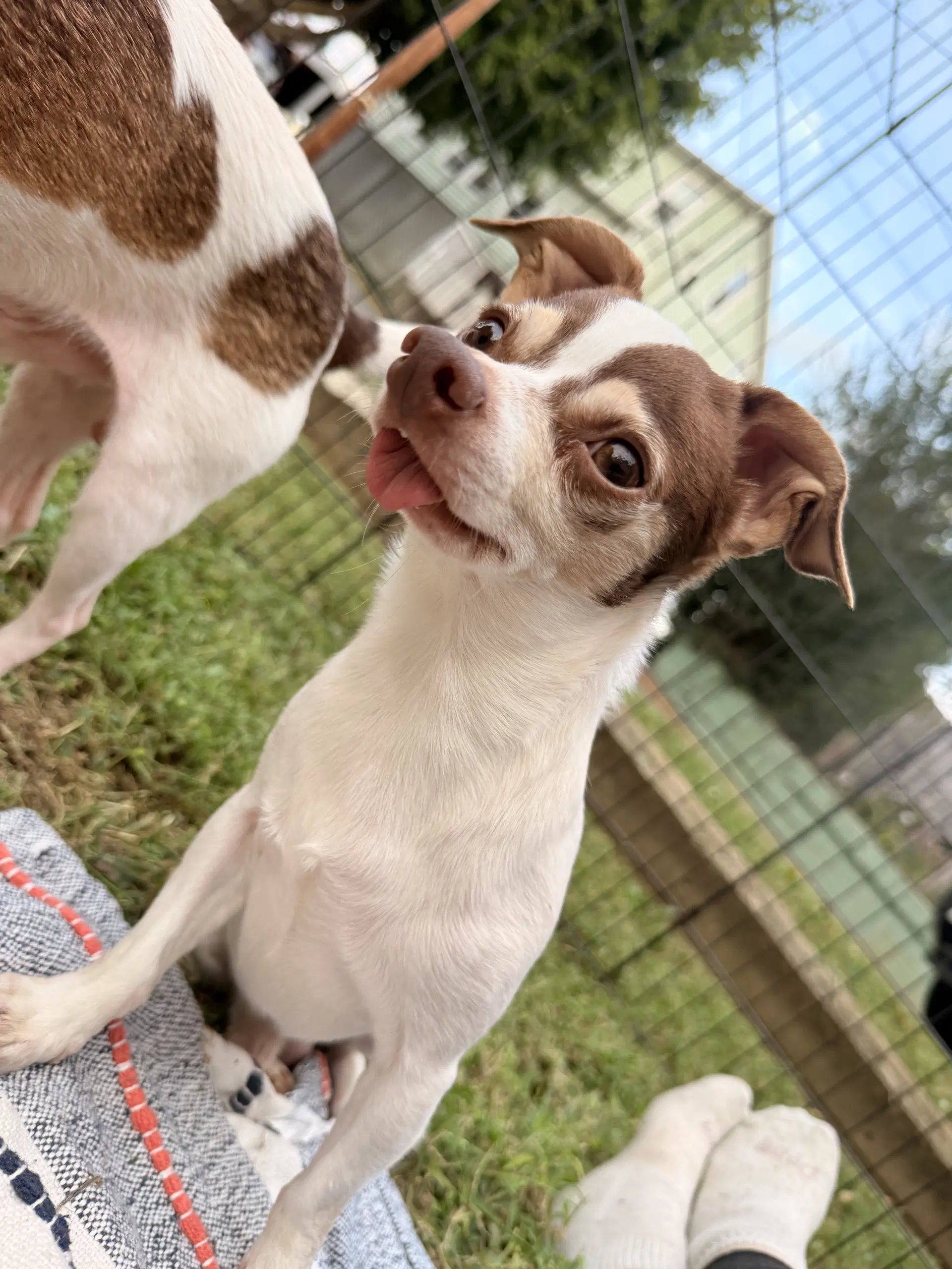 Beeker - Chihuahua