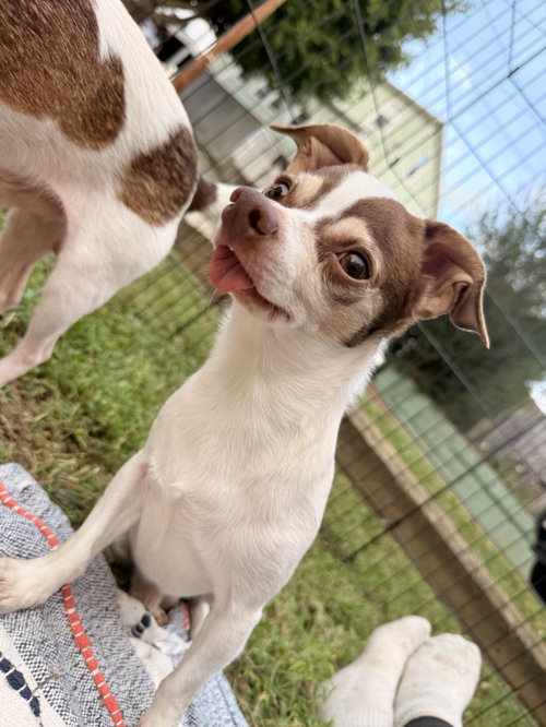 Beeker, a dog for adoption from Central Virginia Regional Rescue