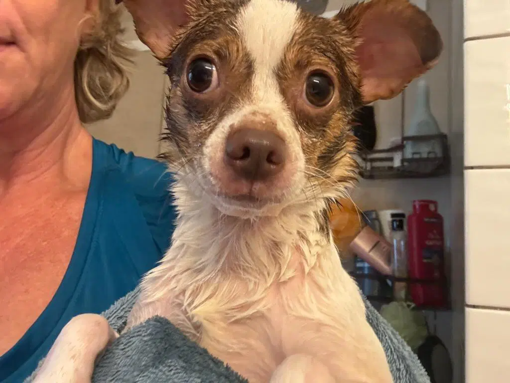 Buddy image 2