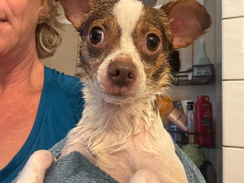 Buddy, a dog for adoption from Central Virginia Regional Rescue