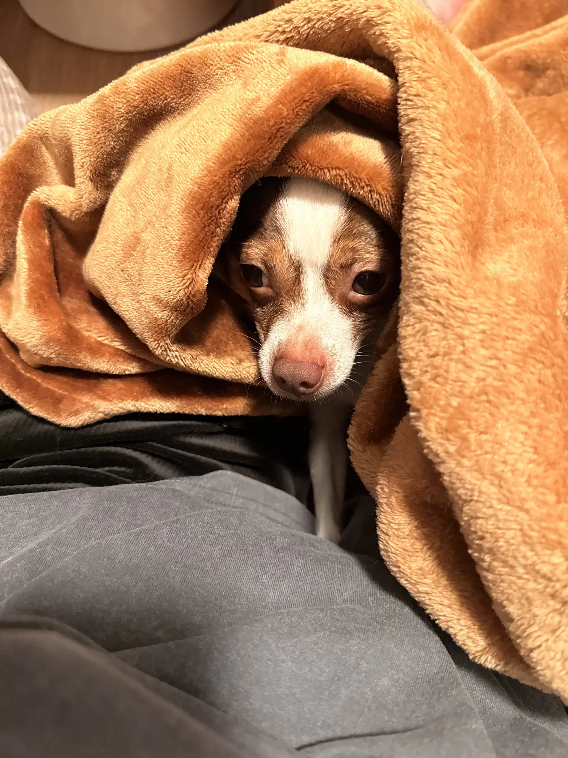 Buddy image 3