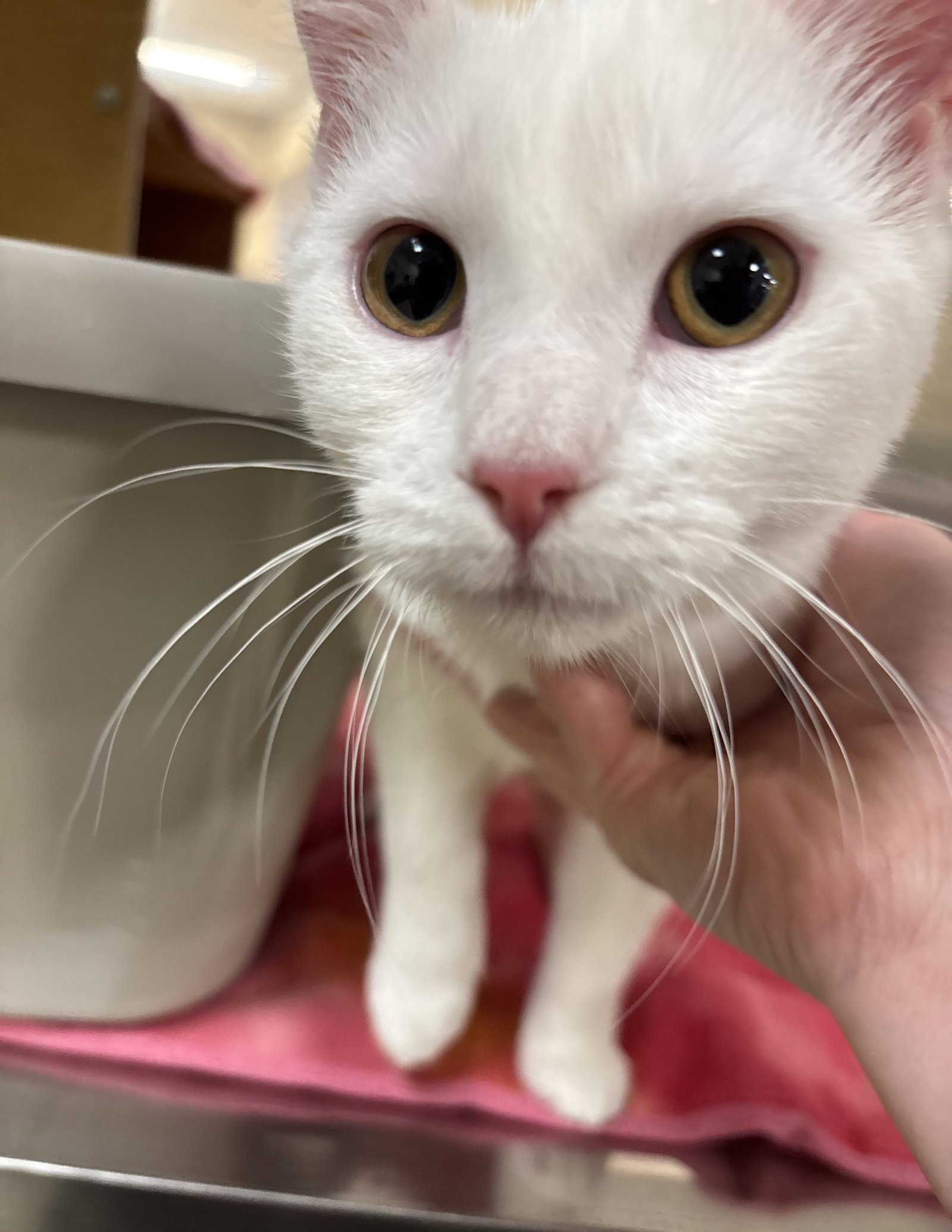 *Cocoa Bean, Domestic Short Hair