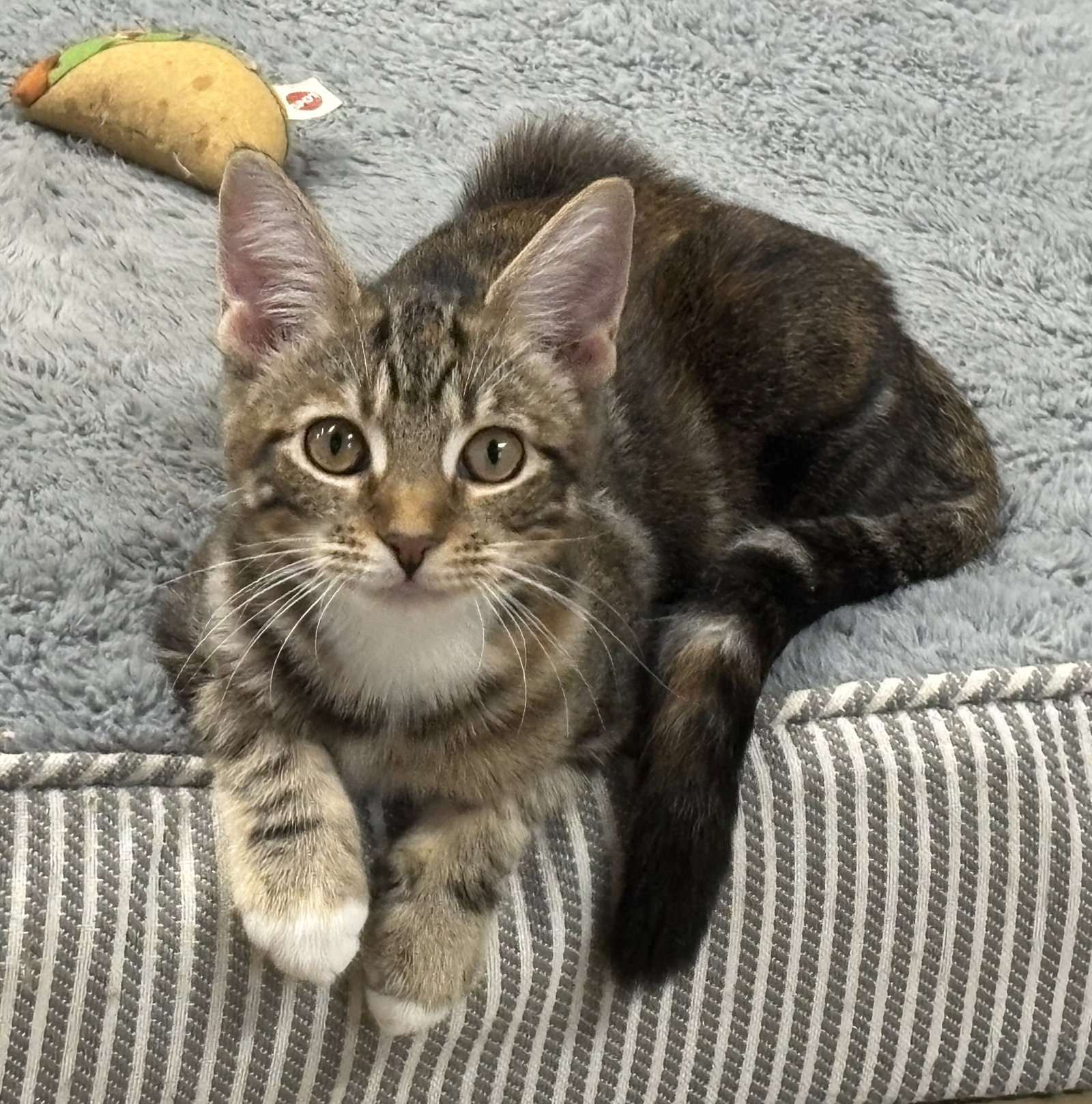 *Nova, Domestic Short Hair