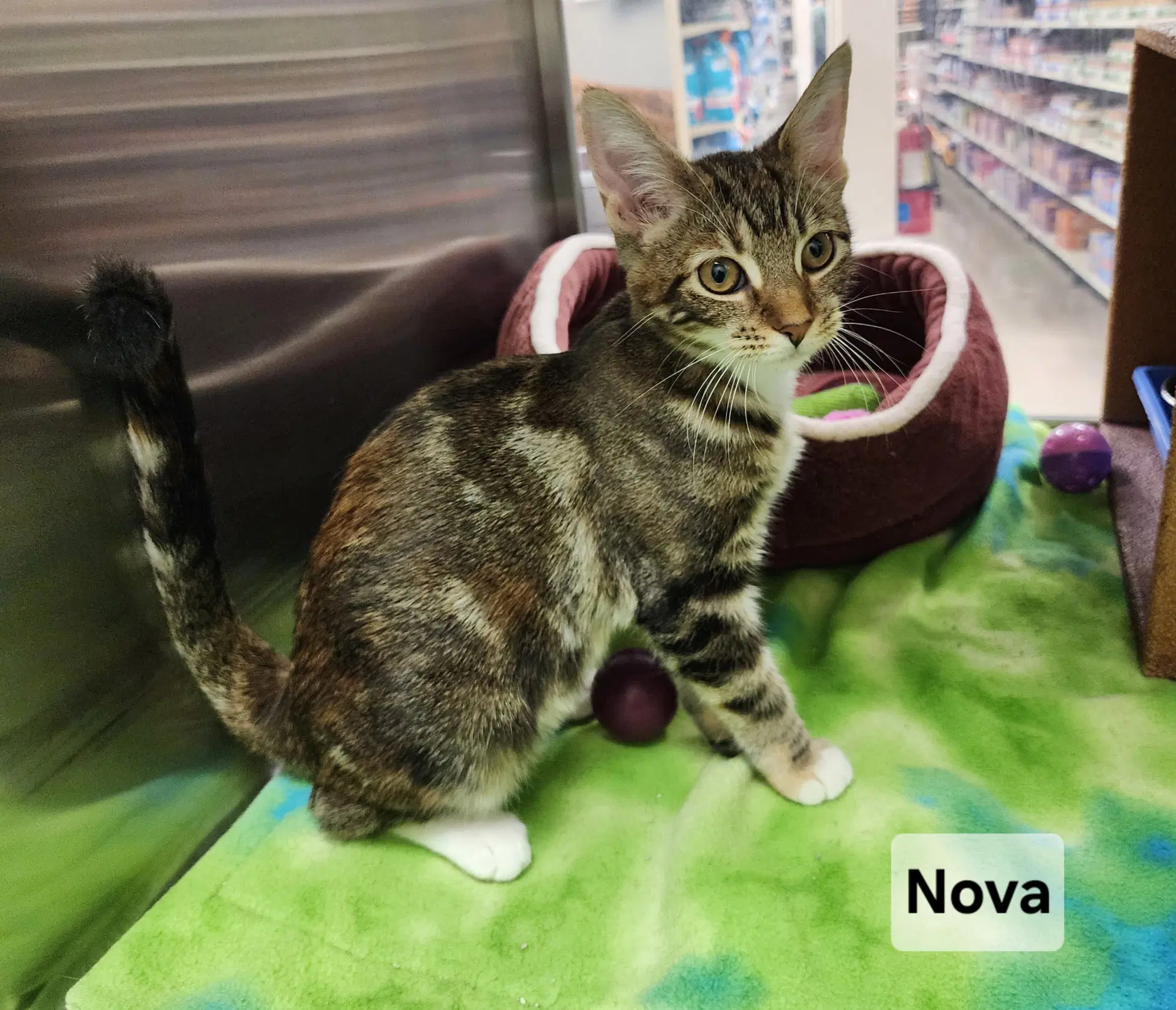 Nova image 2