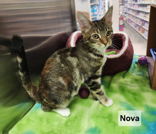 *Nova, a cat for adoption from Central Virginia Regional Rescue