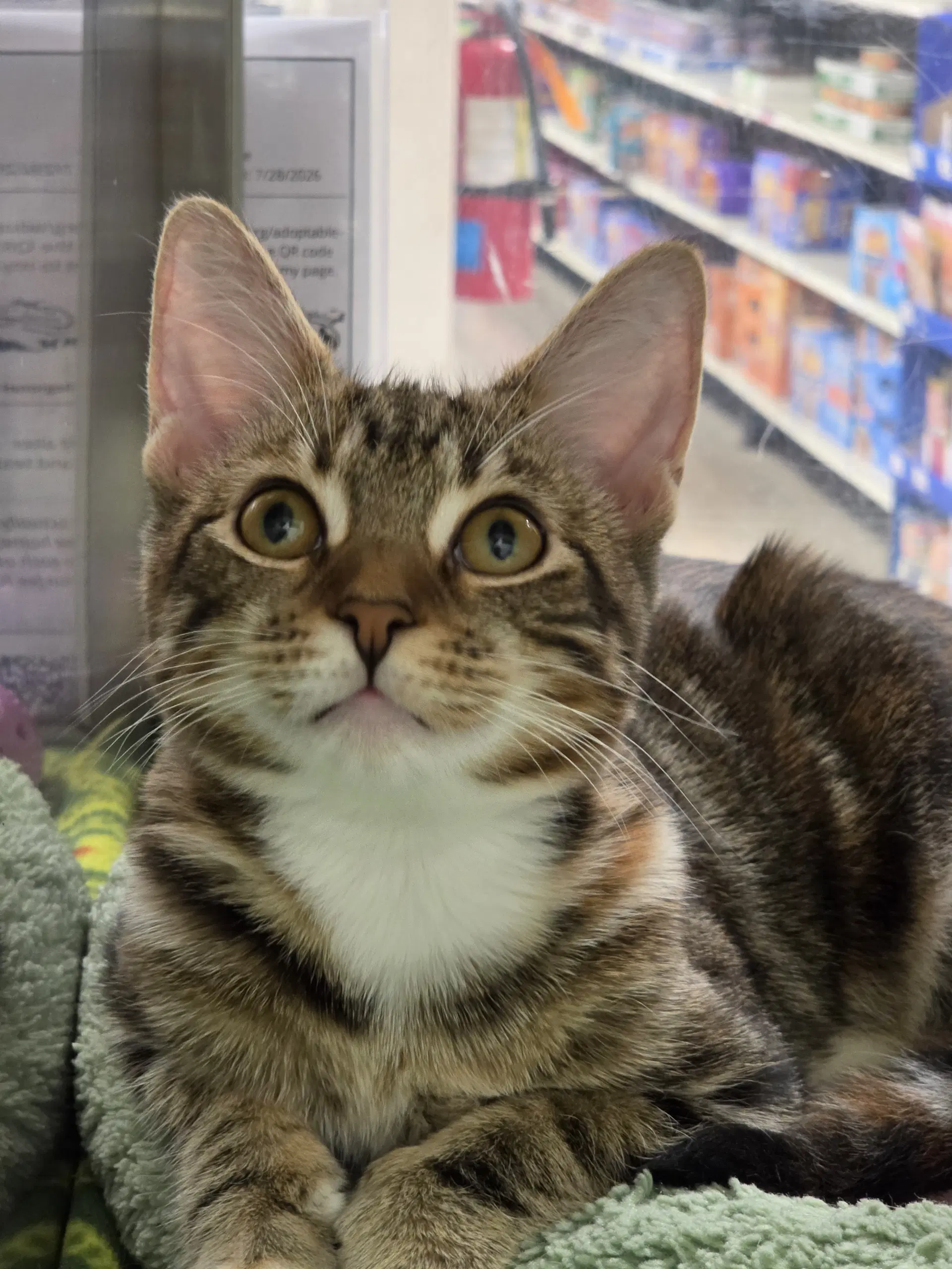 Nova - Domestic Short Hair