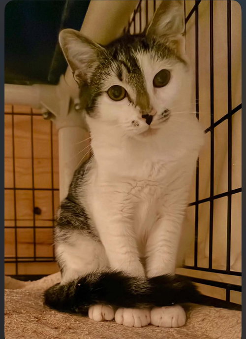 *Oliver, a cat for adoption from Central Virginia Regional Rescue