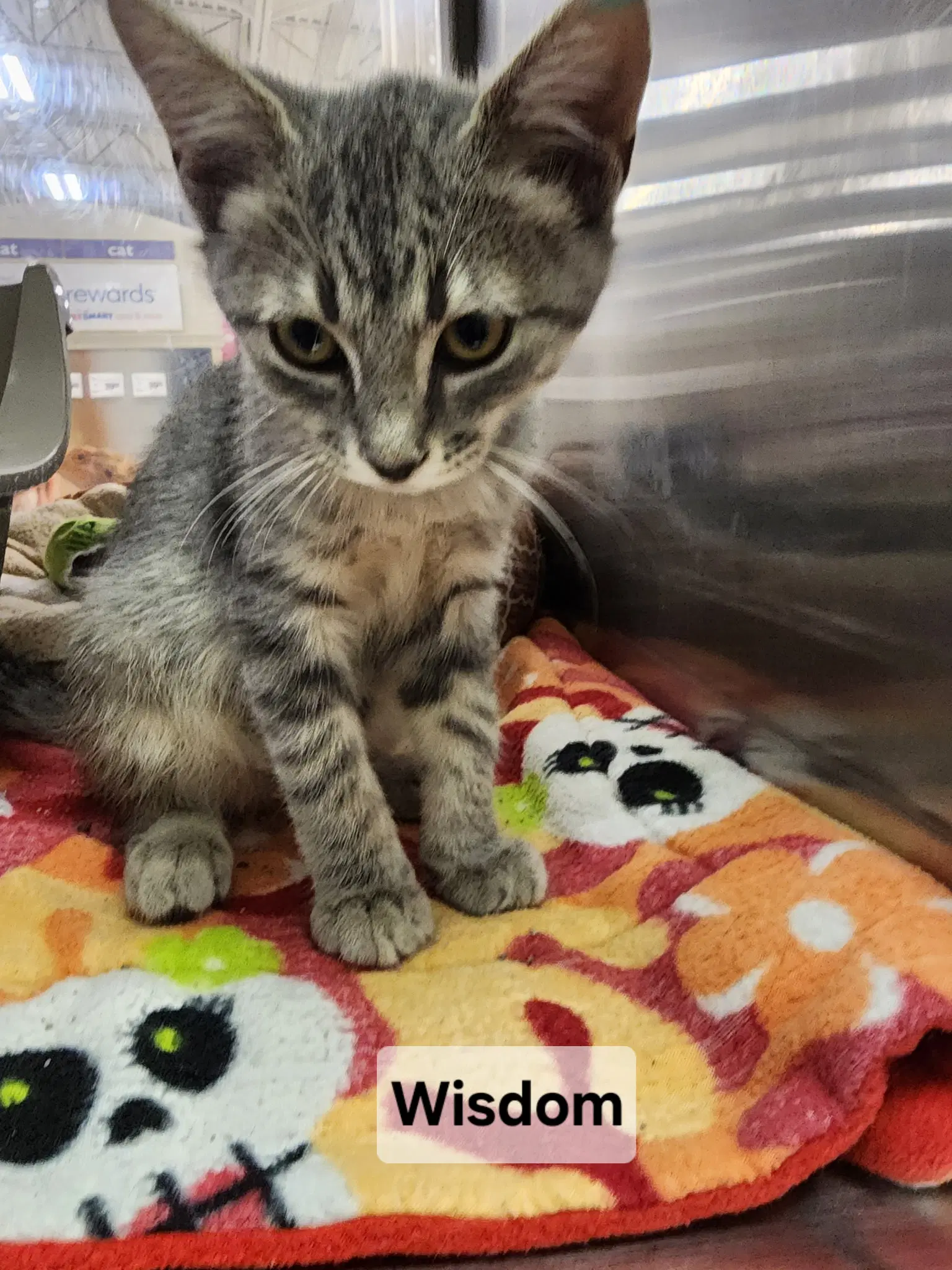 Wisdom - Domestic Short Hair