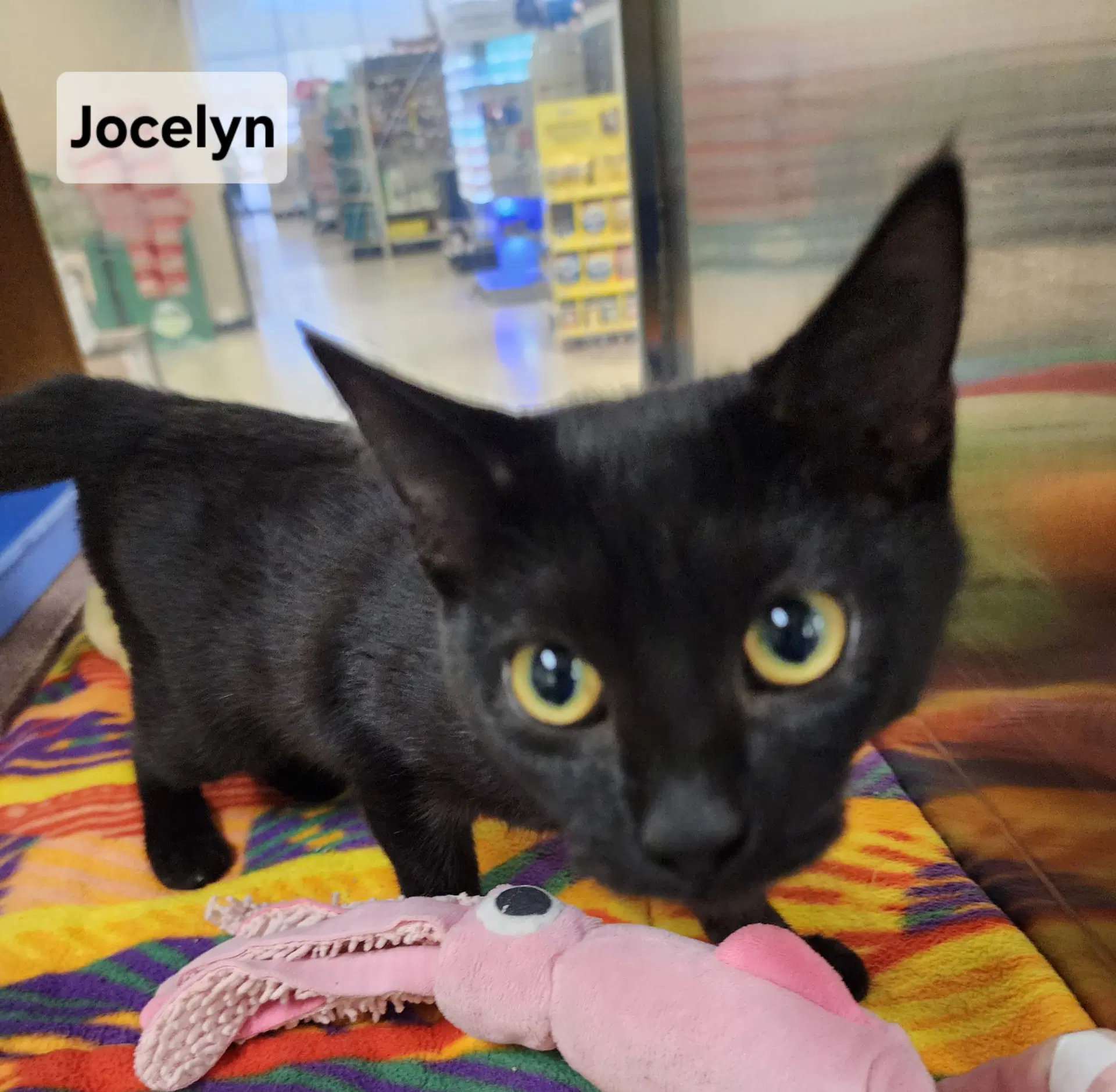 Jocelyn image 2