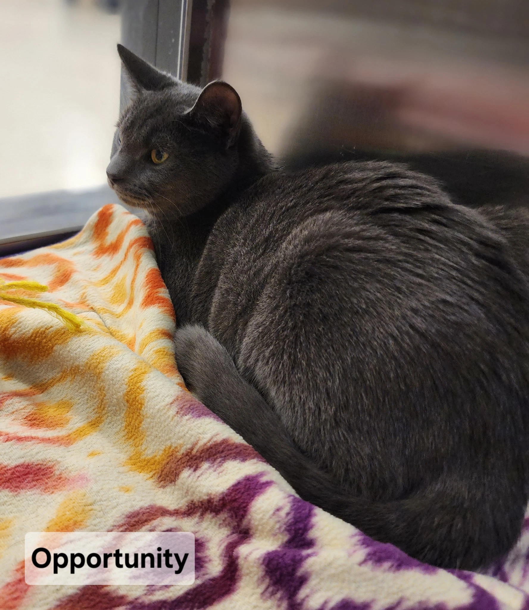 Opportunity