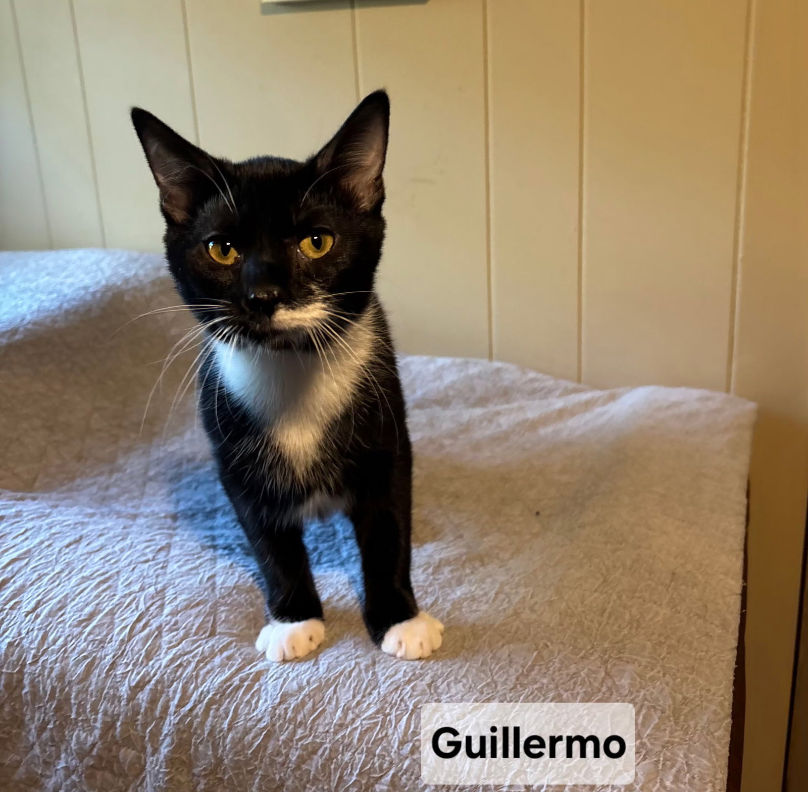 *Guillermo