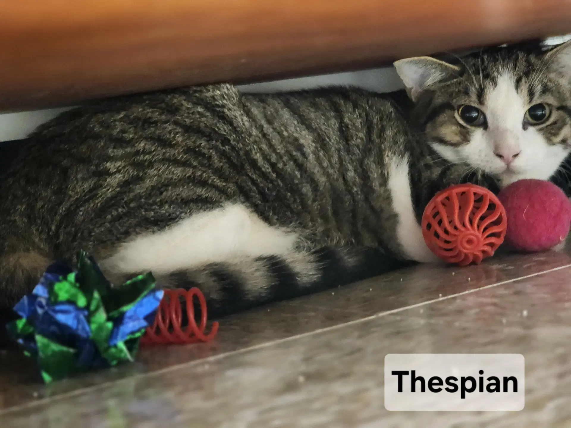 Thespian - Domestic Short Hair