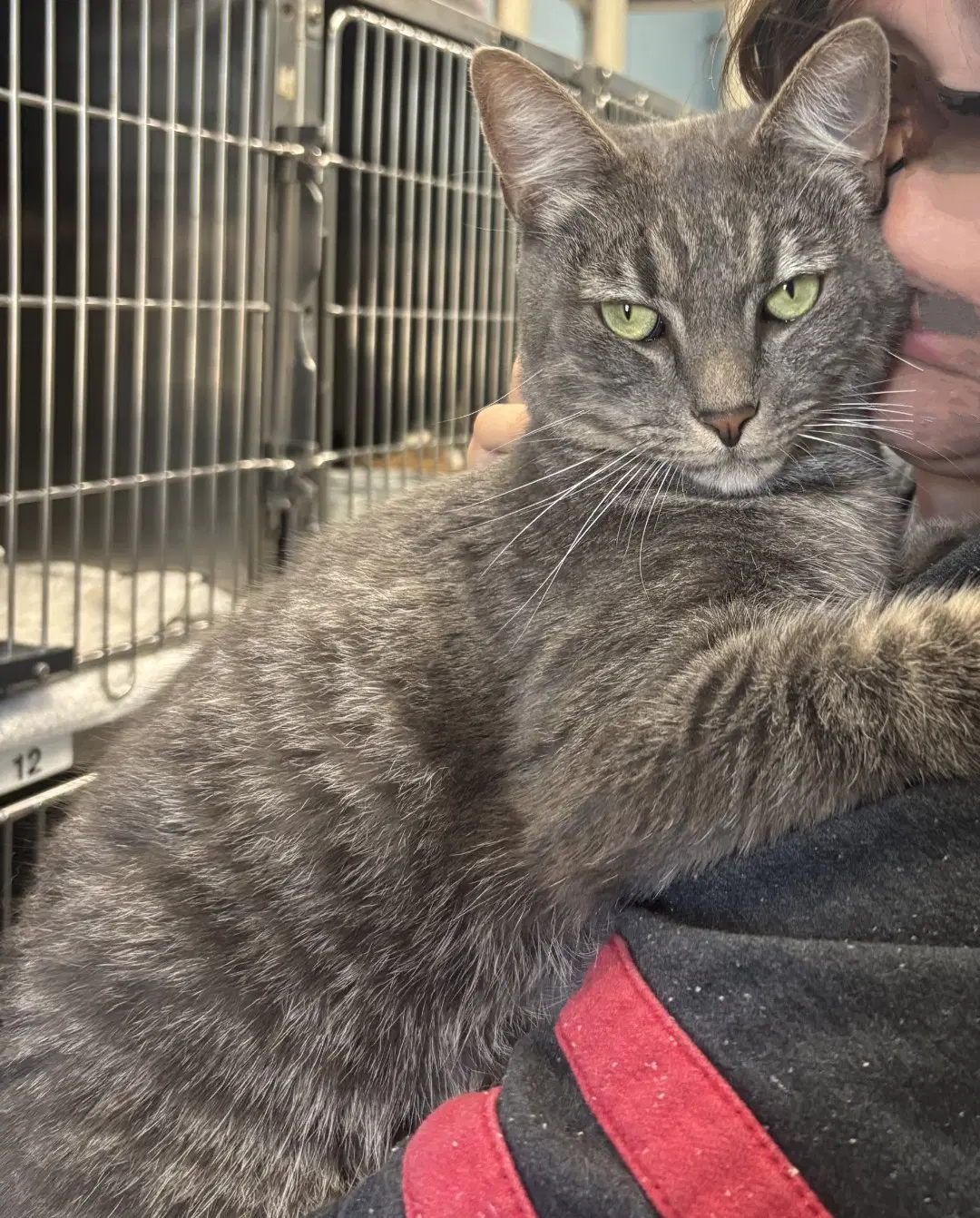 Roscoe - Domestic Short Hair