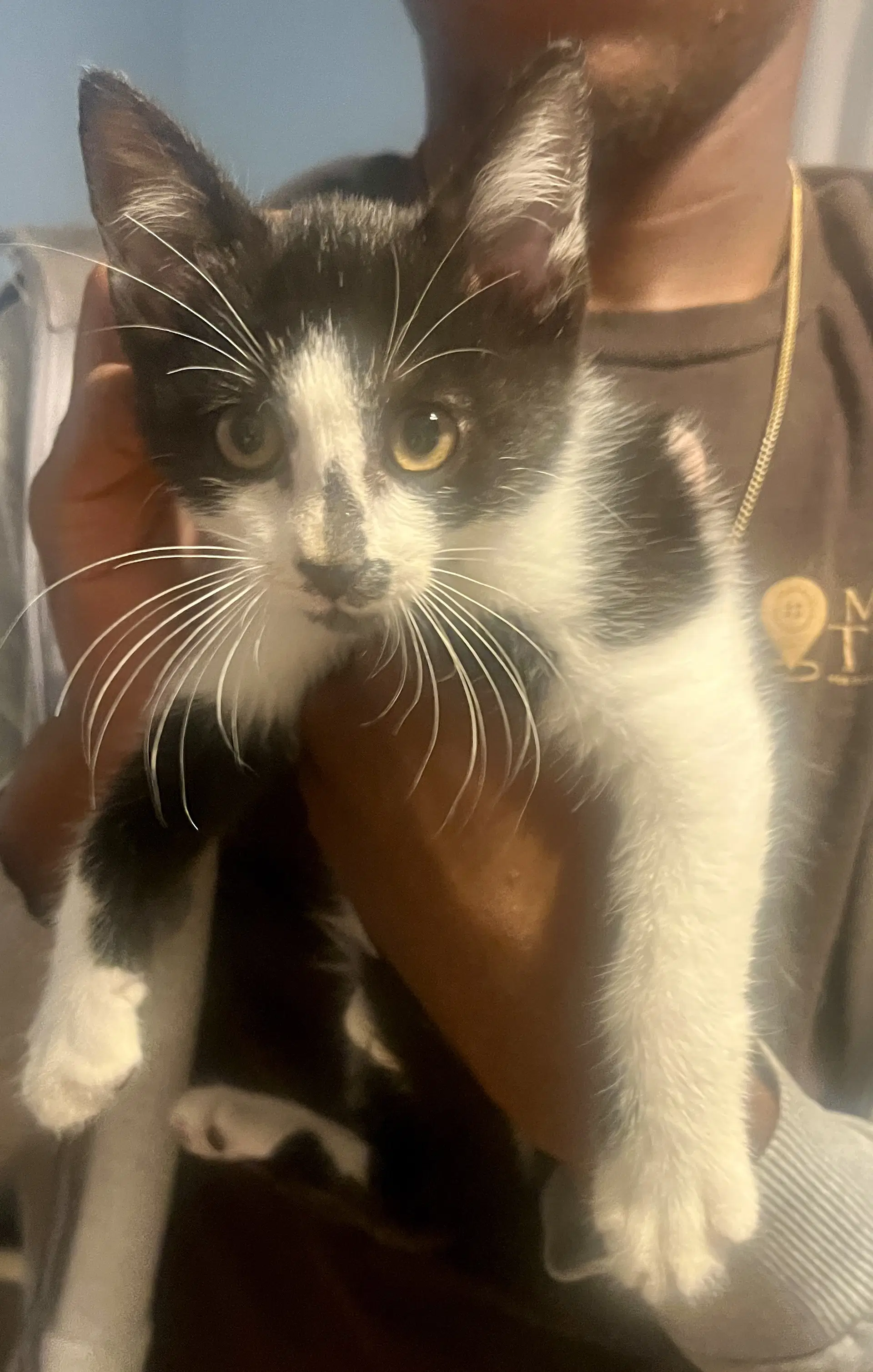 Heavensbee - Domestic Short Hair