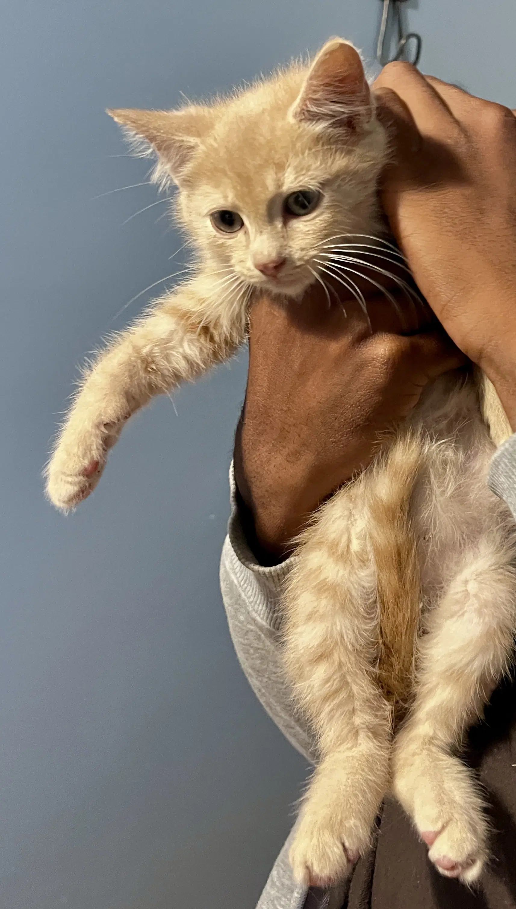 Haymitch - Domestic Medium Hair