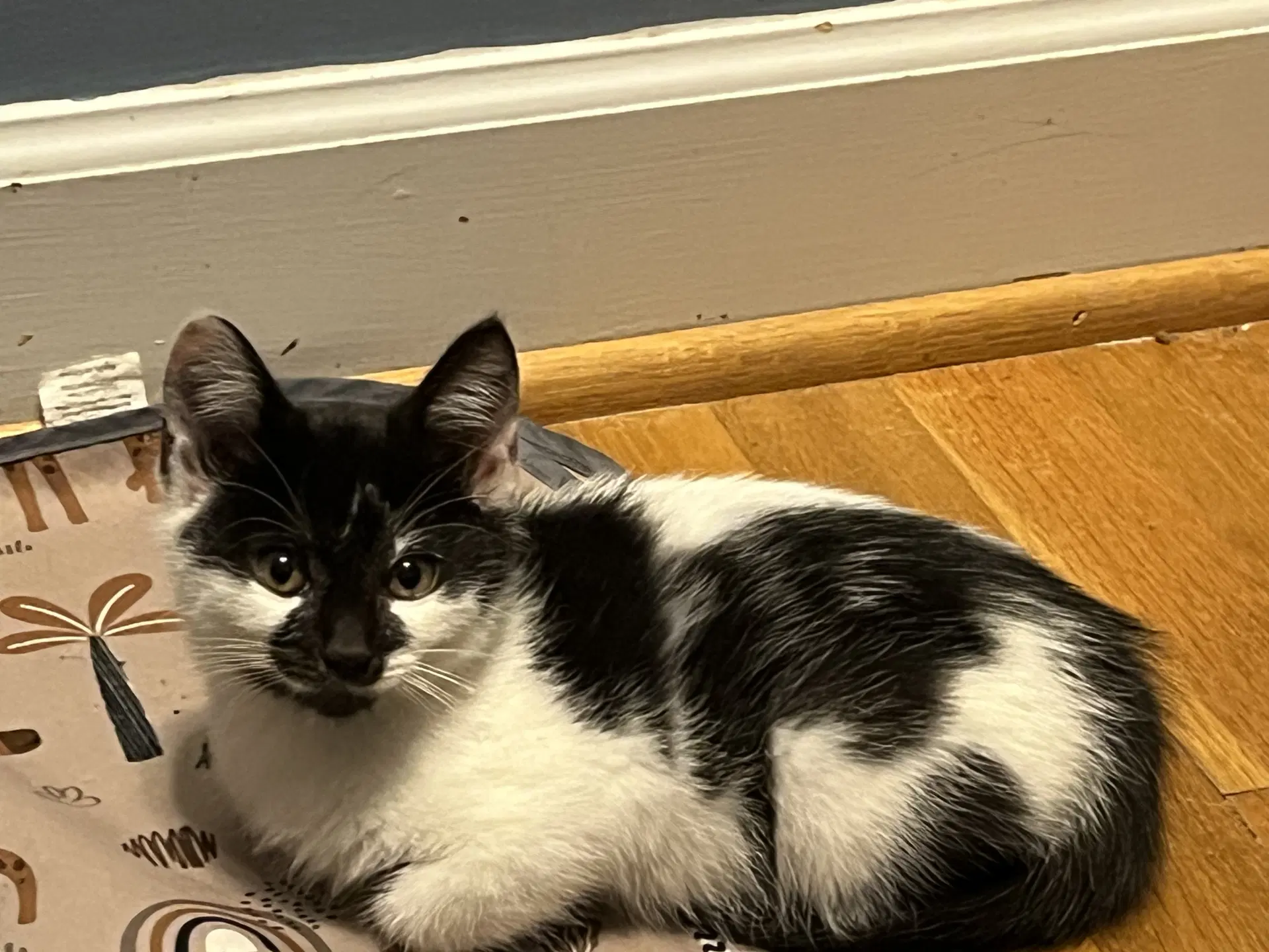 Lenore Dove - Domestic Medium Hair
