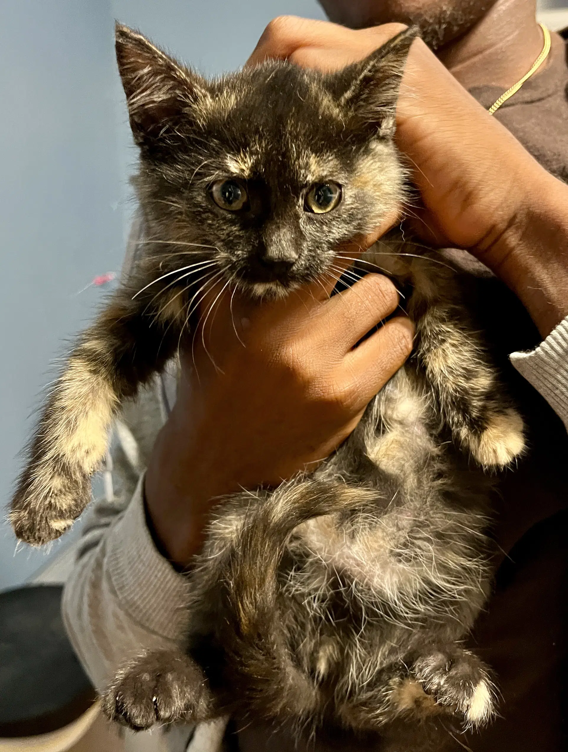 Lou Lou - Domestic Short Hair