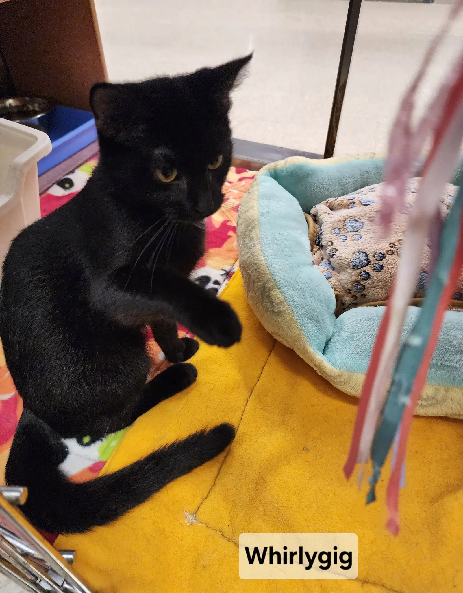 Whirlygig - Domestic Short Hair