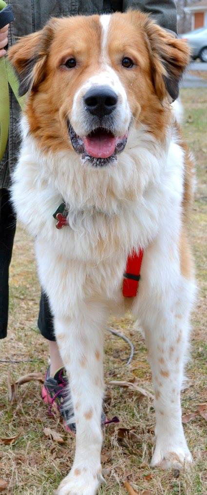 Harvey *100 pound lap dog*