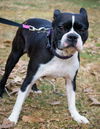 Lucy*adoption pending*