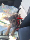 Holly *adoption pending