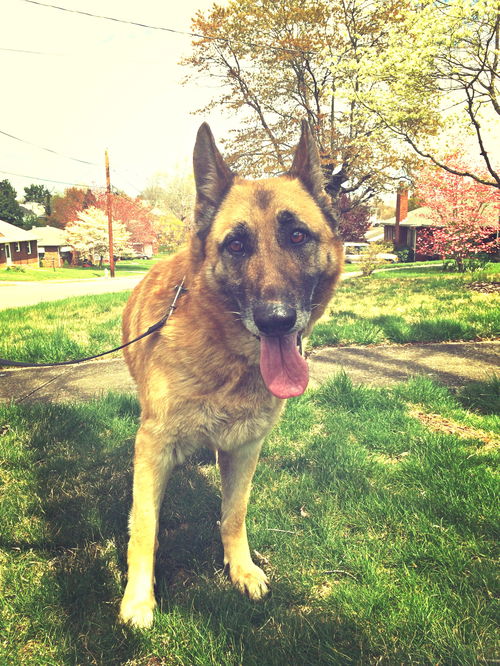 Abby*Senior GSD