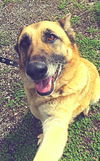 Abby*Senior GSD